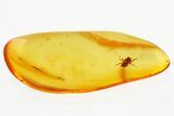 Detailed Fossil Spider (Araneae) In Baltic Amber #310972-1